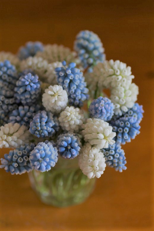 ムスカリ マジックミックス 寄せ植え 花苗