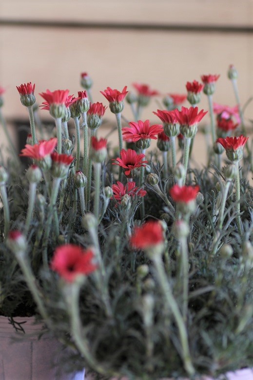 ローダンセマムマーズ 鉢 ジャンクガーデン 寄せ植え 花苗通販 Garden Frais