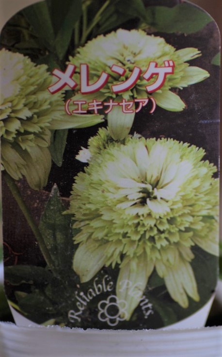 画像1: コンパクト八重咲きエキナセア『メレンゲ』