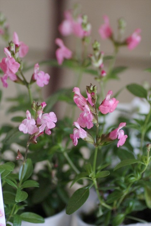 サルビア ミラージュピンク 花苗通販 Garden Frais