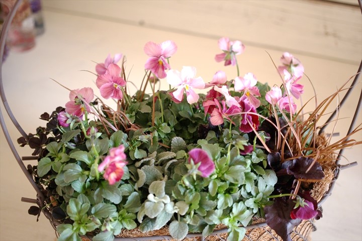 画像: ご予約分　冬の寄せ植え『ピンクのお花畑』 