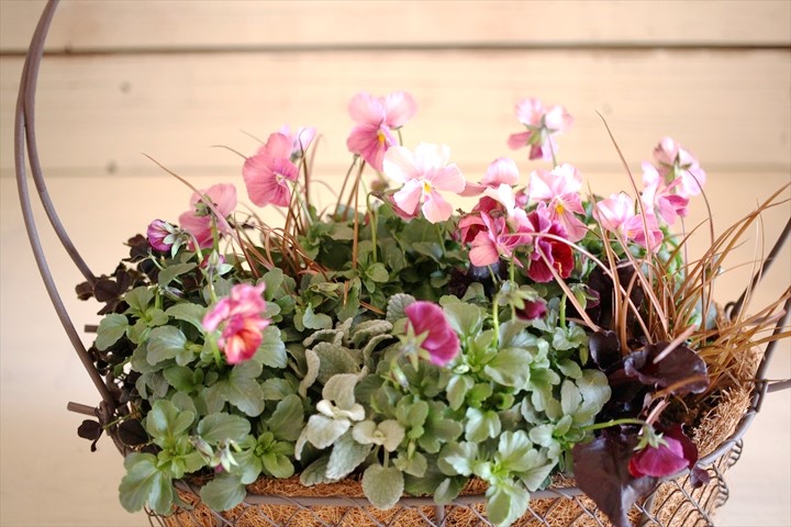 画像: ご予約分　冬の寄せ植え『ピンクのお花畑』 