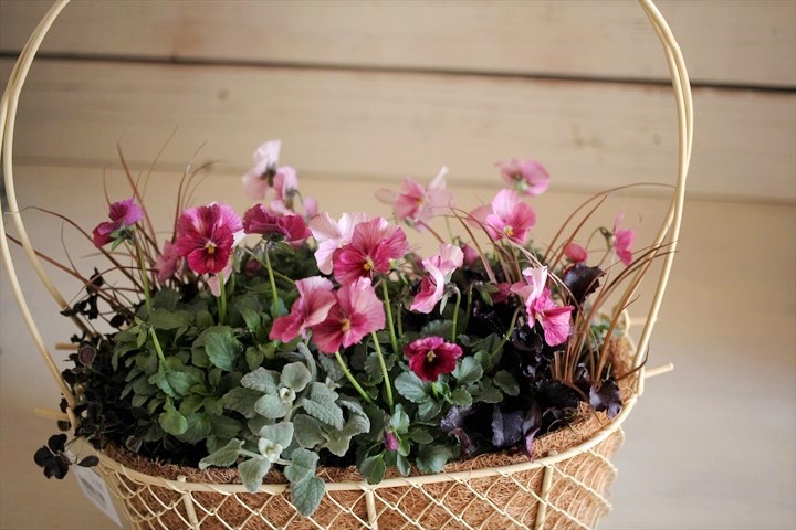 画像: 冬の寄せ植え『ピンクのお花畑』 *ホワイト*