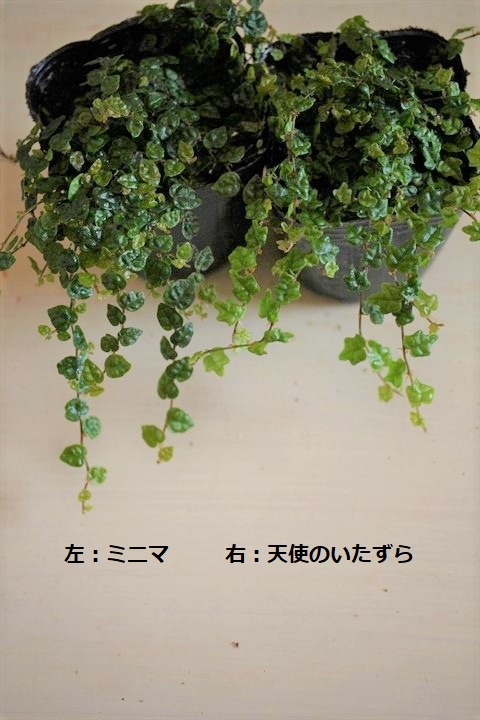 フィカスプミラミニマ 寄せ植え 花苗通販 Garden Frais