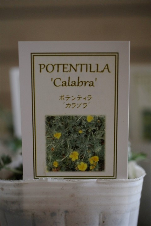 ポテンティラカラブラ 寄せ植え 花苗通販 ジャンクガーデン Garden Frais