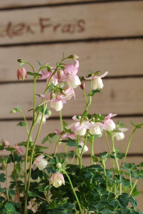 風鈴オダマキ ジャンクガーデン 寄せ植え 花苗通販 Garden Frais