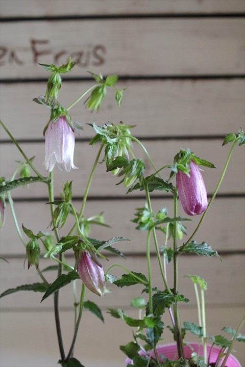 ピンク花二重咲きホタルブクロ ジャンクガーデン 寄せ植え 花苗通販