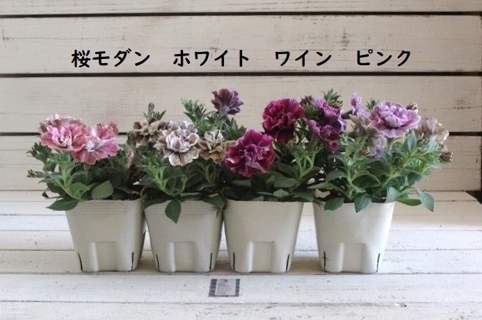 画像: Hanayoshiさんオリジナル♪ 八重咲きペチュニア ジュリエット『モダンホワイト』 