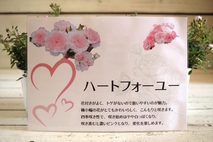 画像: 四季咲き!! 極小輪ミニバラ『ハートフォーユー』