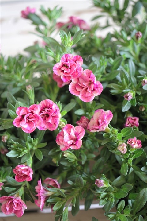 画像2: ゲブラさんオリジナル♪ 八重咲きカリブラコア『キューピッドピンク』
