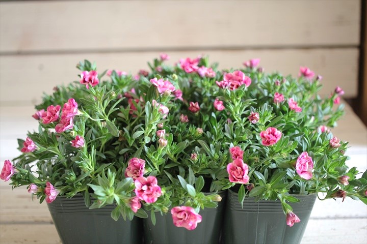 画像: ゲブラさんオリジナル♪ 八重咲きカリブラコア『キューピッドピンク』