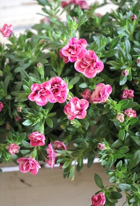 画像3: ゲブラさんオリジナル♪ 八重咲きカリブラコア『キューピッドピンク』