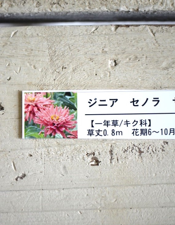 画像1: 八重咲きジニアセノラ『サーモンピンク』