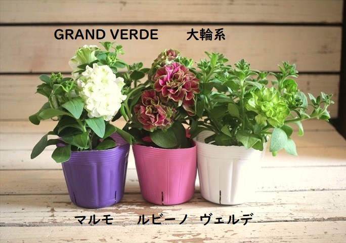 画像: 【GRAND VERDE 大輪系】八重咲きペチュニア『湘南ヴェルデ』   