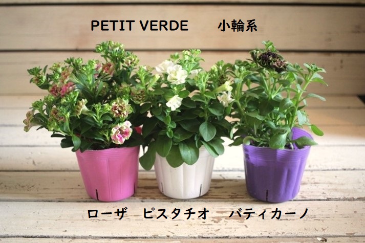 画像: 【PETIT VERDE 小輪系】八重咲きペチュニア『湘南プチローザ・ヴェルデ』  