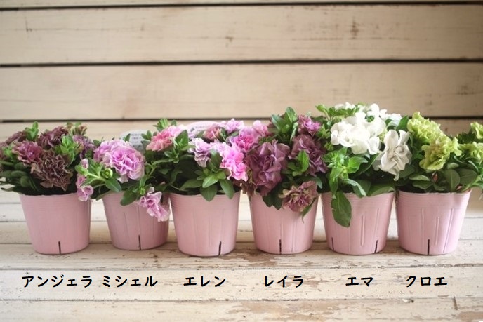 画像: 【k-plantsさん生産苗】栄養系ペチュニアベルチャーム『エマ』 