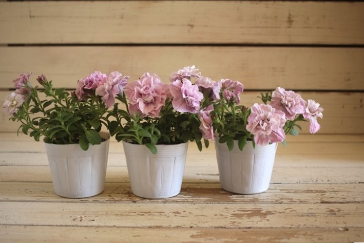 ◆ボリューム満点◆アンティークピンク　ペチュニア　5号鉢 ペチュニアVIVA『アンティークピンク』 花苗通販 ジャンク