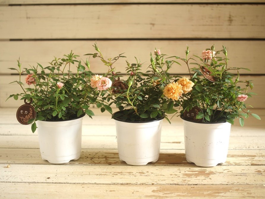 ミニバラモカ 寄せ植え 花苗通販 Garden Frais