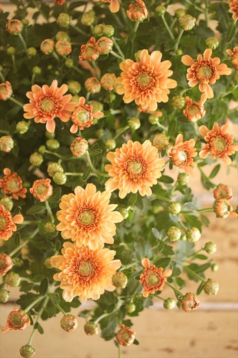 画像7: クリサンセマム アラモード『アプリコット』