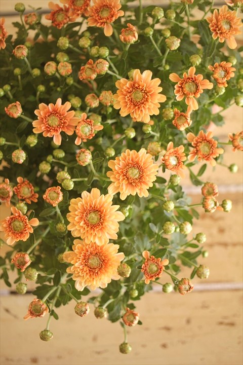 画像9: クリサンセマム アラモード『アプリコット』