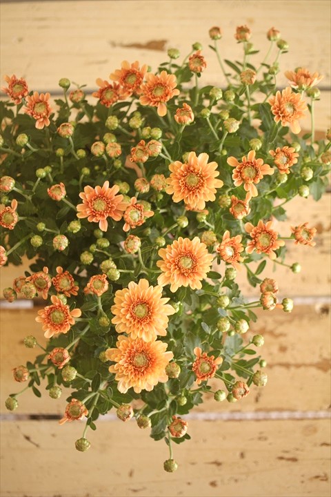 画像12: クリサンセマム アラモード『アプリコット』