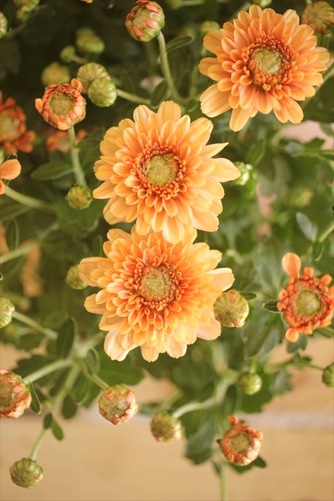 画像8: クリサンセマム アラモード『アプリコット』