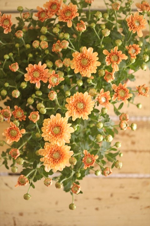 画像10: クリサンセマム アラモード『アプリコット』