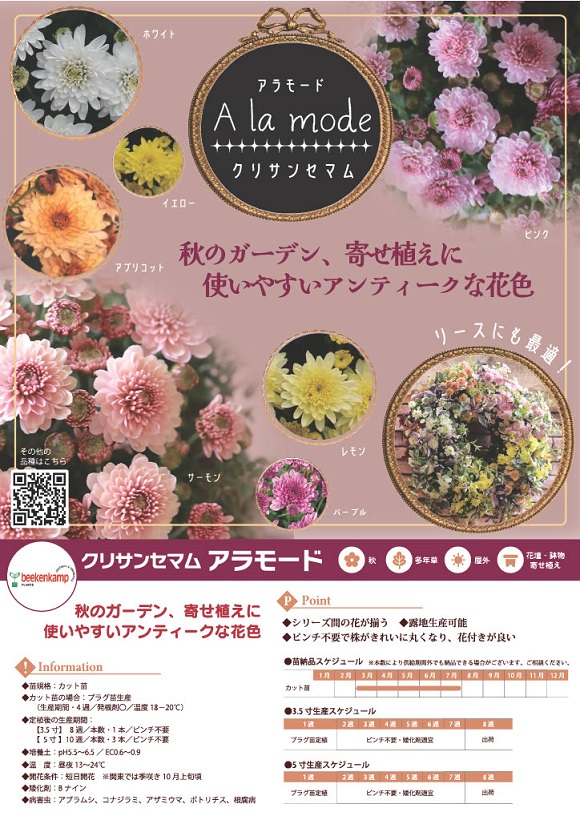 画像: クリサンセマム アラモード『アプリコット』