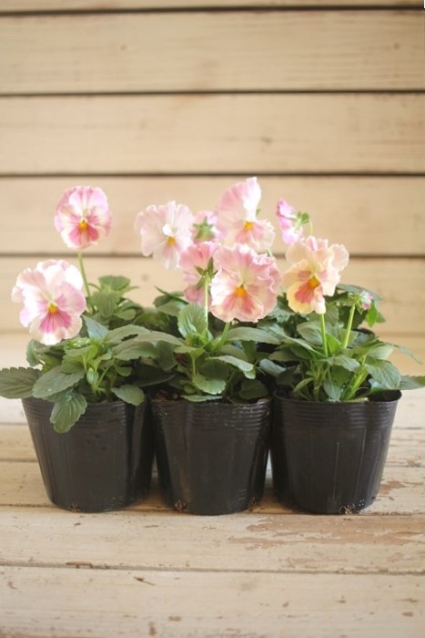 画像2: 【HKFさんの苗】パンジー『ユニークももこII』