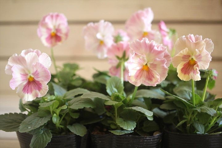 画像: 【HKFさんの苗】パンジー『ユニークももこII』