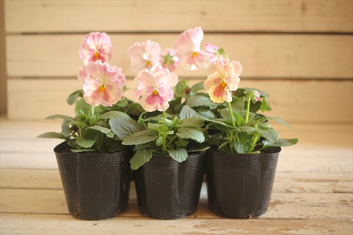 画像: 【HKFさんの苗】パンジー『ユニークももこII』