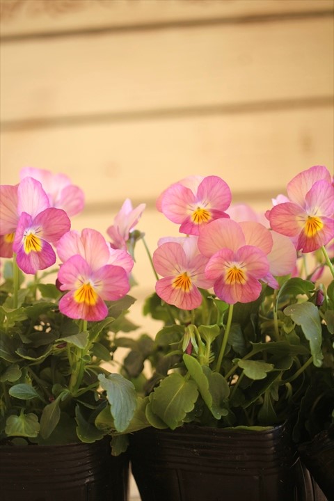 画像3: 【HKFさんの苗】ビオラ『ぴーちももか』 