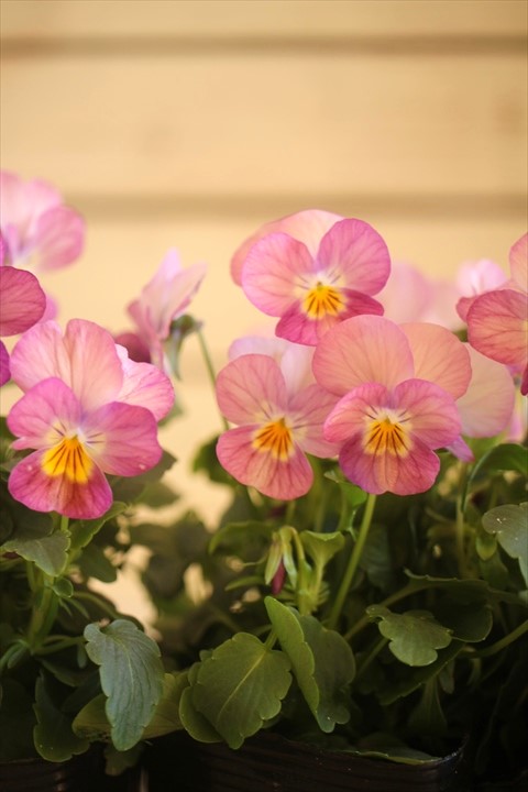 画像2: 【HKFさんの苗】ビオラ『ぴーちももか』 