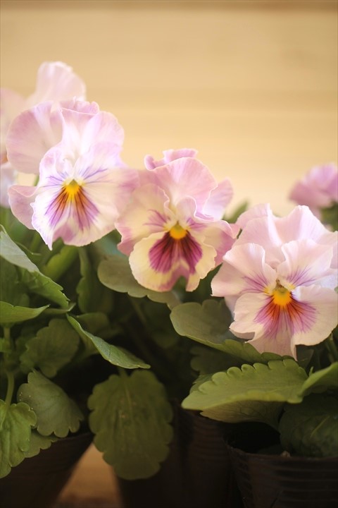 画像3: 【HKFさんの苗】フリルパンジーきもの『ラベンダーシェード』 