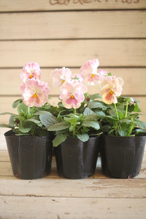 画像1: 【HKFさんの苗】パンジー『ユニークももこII』