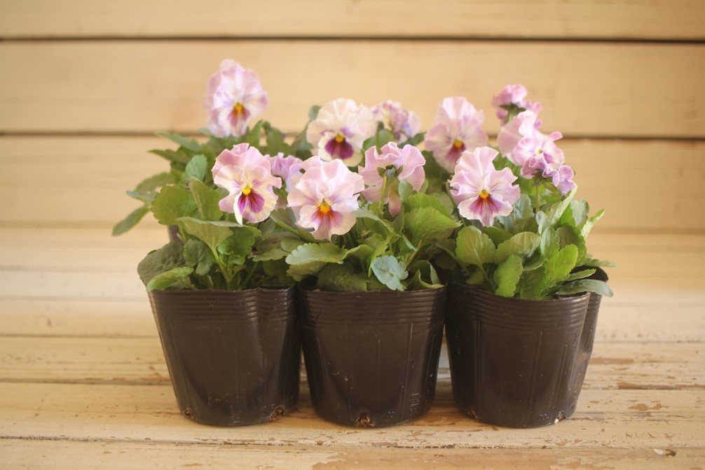 画像: 【HKFさんの苗】フリルパンジーきもの『ラベンダーシェード』 