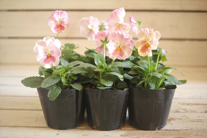 画像: 【HKFさんの苗】パンジー『ユニークももこII』