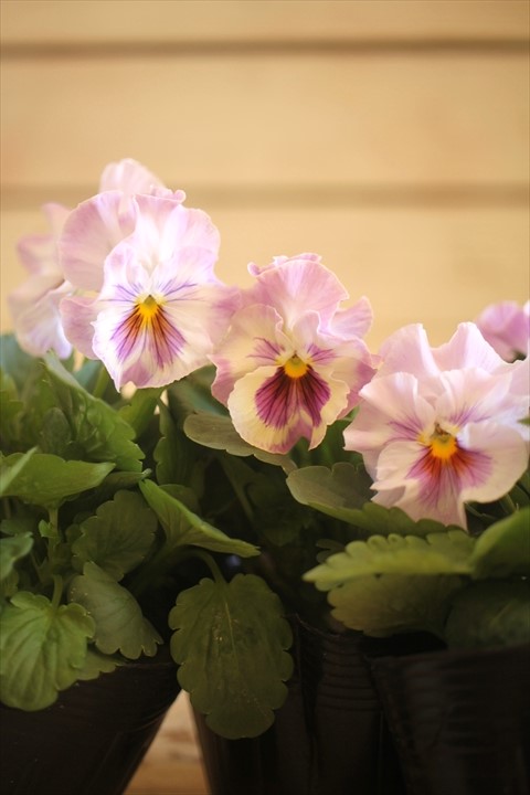 画像1: 【HKFさんの苗】フリルパンジーきもの『ラベンダーシェード』 