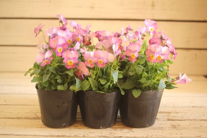 画像: 【HKFさんの苗】ビオラ『ぴーちももか』 