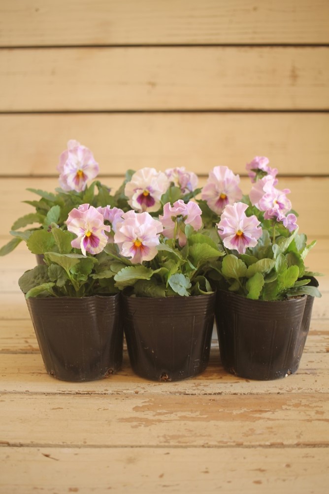 画像2: 【HKFさんの苗】フリルパンジーきもの『ラベンダーシェード』 