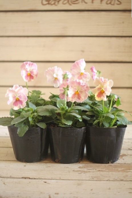 画像3: 【HKFさんの苗】パンジー『ユニークももこII』