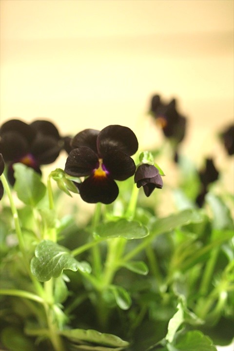 画像2: ビオレッタ『ベイブコーク』 