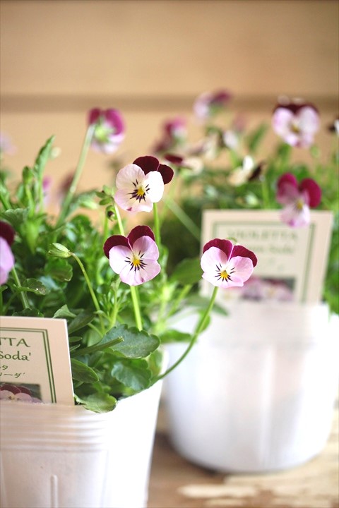 画像2: ビオレッタ『クリームソーダ』 