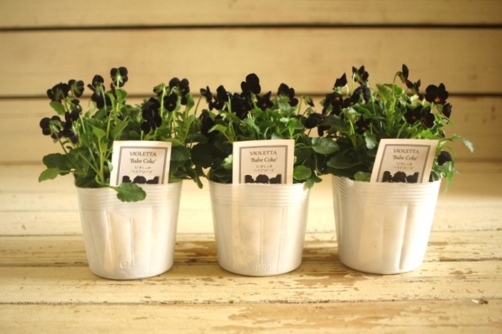 画像: ビオレッタ『ベイブコーク』 