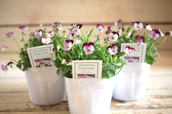 画像: ビオレッタ『クリームソーダ』 