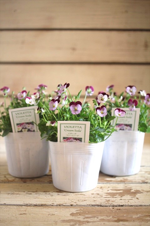 画像3: ビオレッタ『クリームソーダ』 