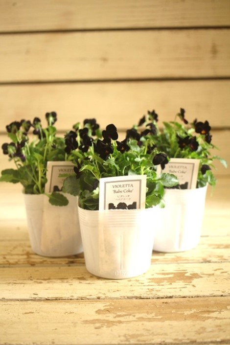 画像3: ビオレッタ『ベイブコーク』 