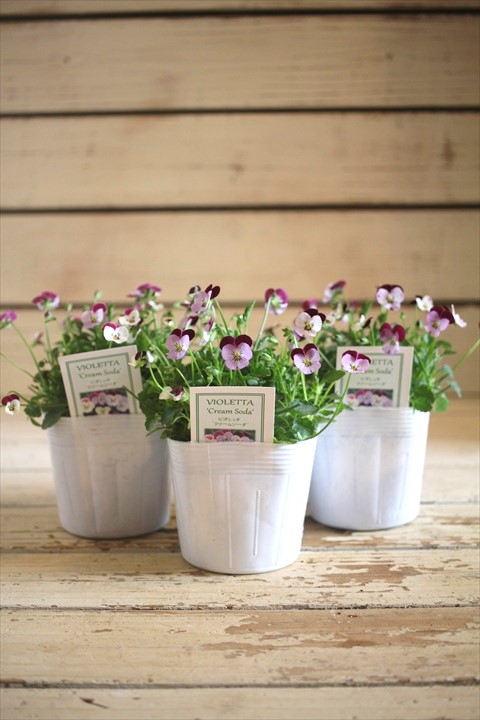 画像1: ビオレッタ『クリームソーダ』 