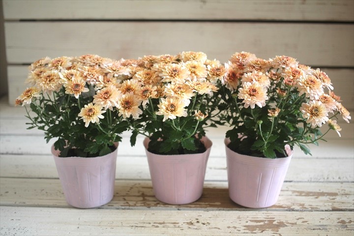 画像: クリサンセマム アラモード『アプリコット』