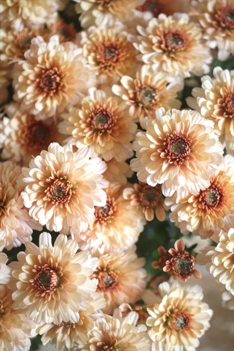 画像3: クリサンセマム アラモード『アプリコット』